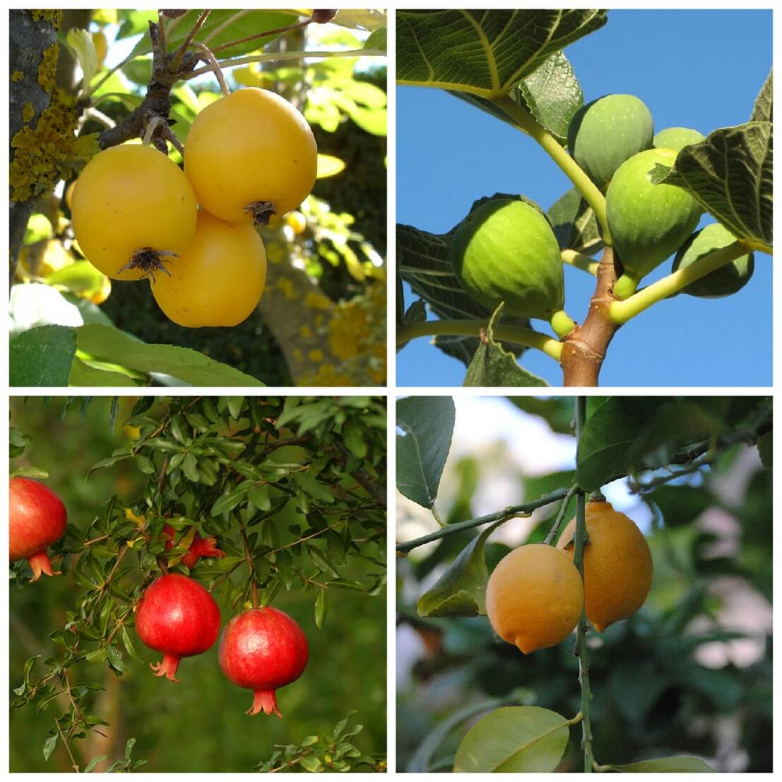 Cómo plantar árboles frutales. - Viveros Projardín