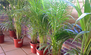 areca-planta-facil-interior