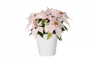 Poinsettia Blanca