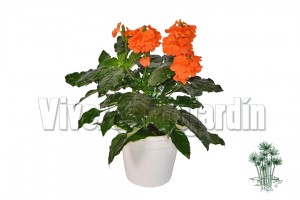 Crossandra