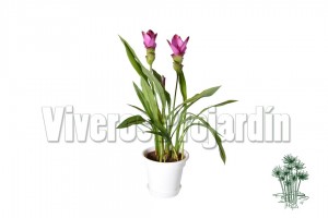 Curcuma Blanco
