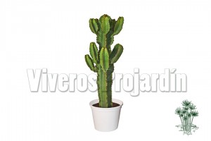 Euphorbia Ingens