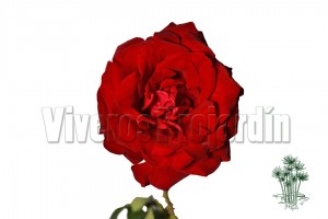 Flor Grande Rojo Rondelay