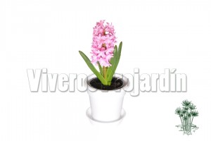 Jacinto Blanco