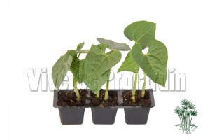 Judia Verde Mata Baja (3 Unidades) Blanco