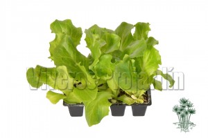 Lechuga Maravilla de Verano (8 Unidades) Blanco