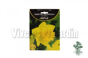 Narciso Trompeta Amarillo Blanco