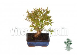 Punica Granatum