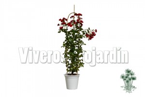 Rosal trepador 2 Blanco