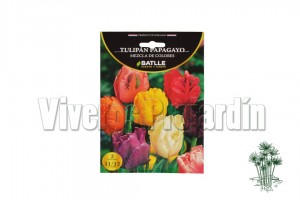 Tulipan Papagayo Mezcla de Colores Blanco