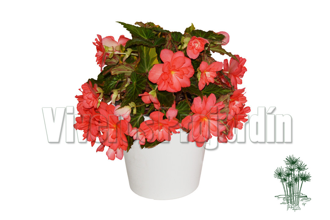 Begonia Colgante